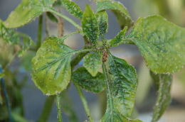 Apex de poivron colonisé par les pucerons : aspect gaufré des jeunes feuilles et décolorations induites